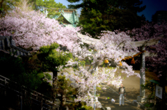 境内の桜