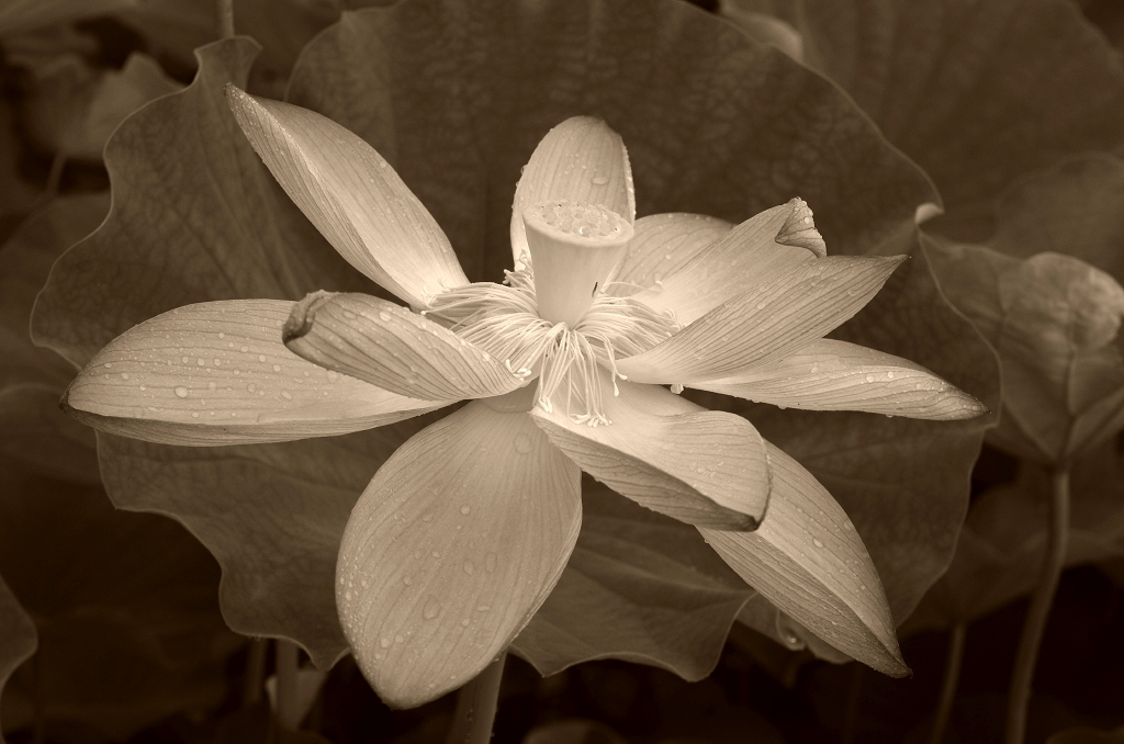 Lotus ~ Rainy Morning ~