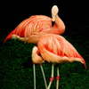 フラミンゴ