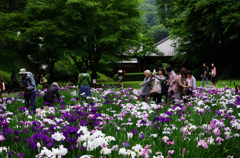 明月院の菖蒲祭り