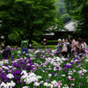 明月院の菖蒲祭り