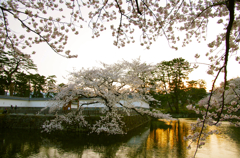 お堀端の桜