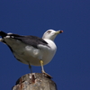 ウミネコ