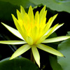 蓮花4