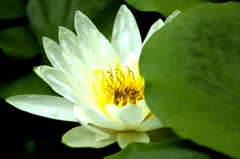 蓮花3