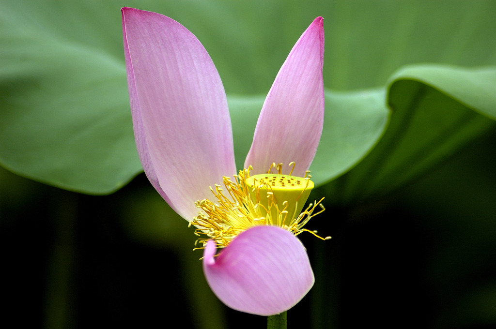 荷花―花の終わり