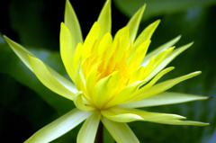 蓮花2