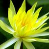 蓮花2