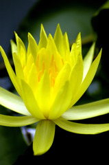 蓮花5