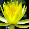蓮花5