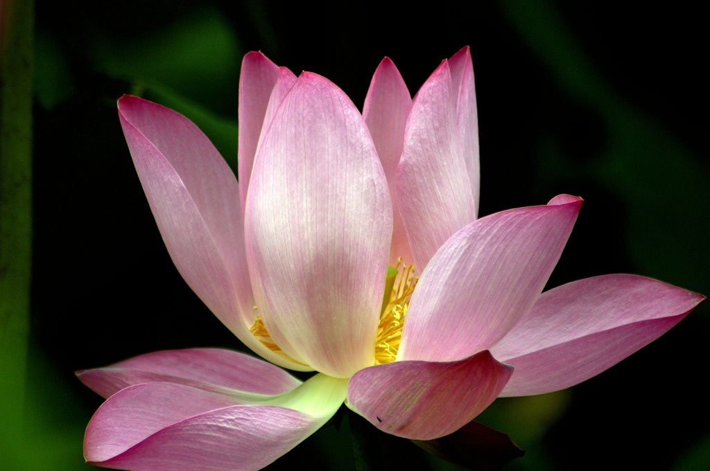 荷花―仏教世界