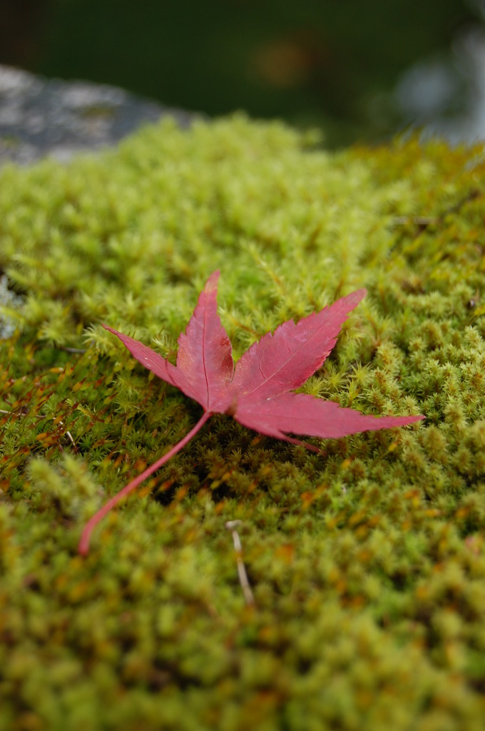 紅葉たふ