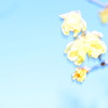 名も知らぬ花