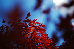 紅葉 ― MOMIJI ―