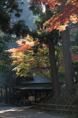 中尊寺紅葉