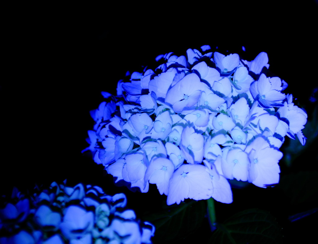 夜のアジサイ