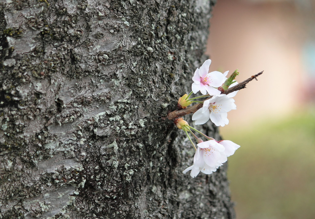 小さな桜