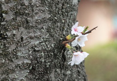 小さな桜