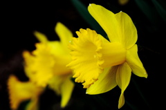 Yellow　Yellow　Happy　