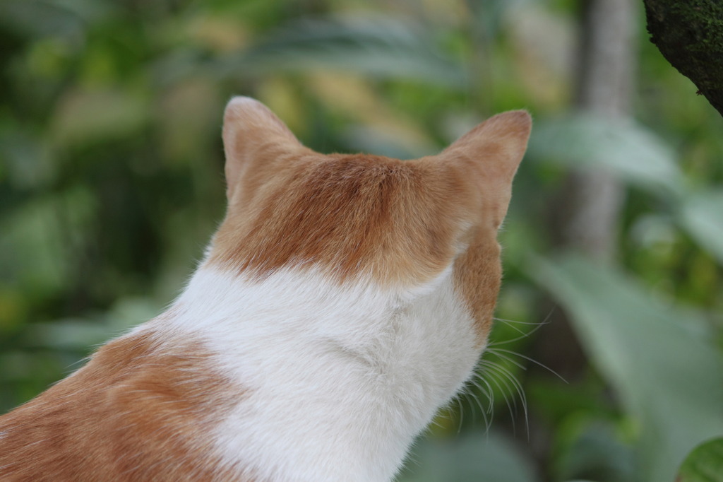 小鉄の後頭部