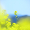 菜の花