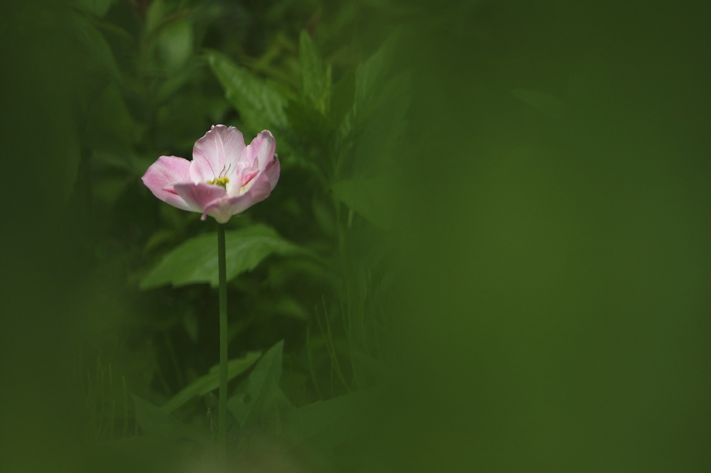 『野に咲く花の様に』