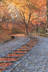 坂道と紅葉