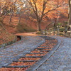 坂道と紅葉