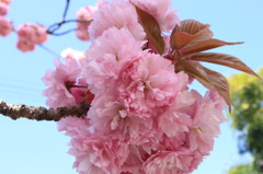 八重桜
