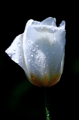 雨上がりの朝に