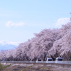 桜と車