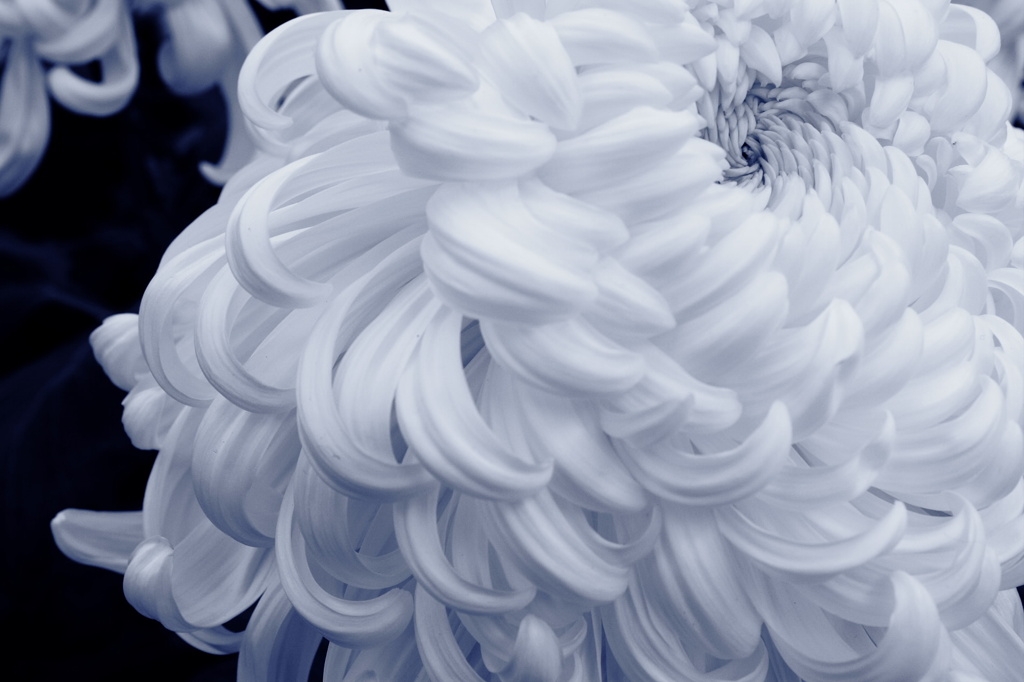 white  chrysanthemum　　　