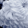 white  chrysanthemum　　　
