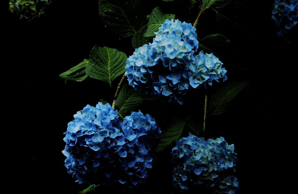 『蒼』
