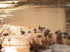 morning swan