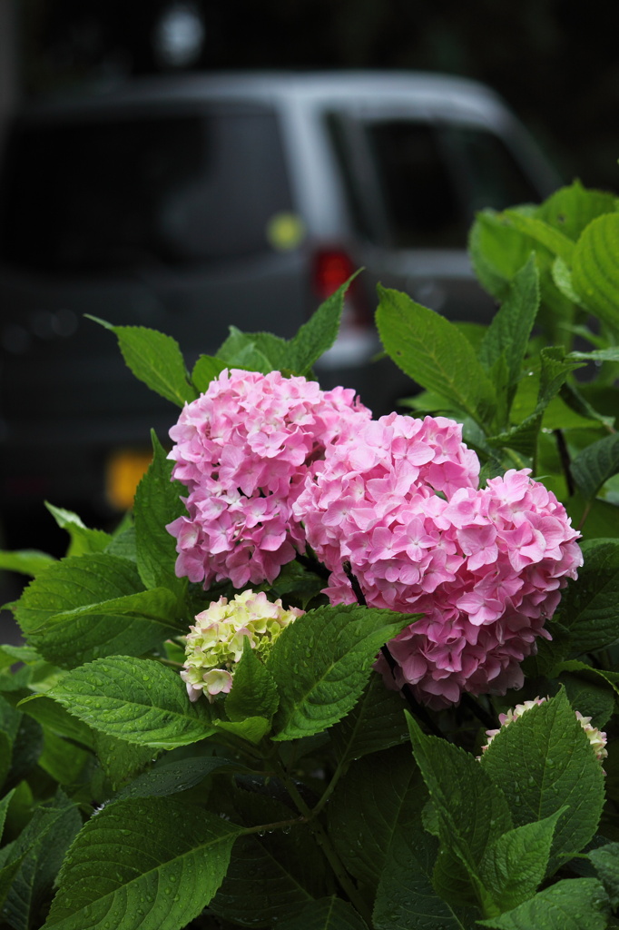 紫陽花と愛車