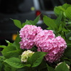 紫陽花と愛車