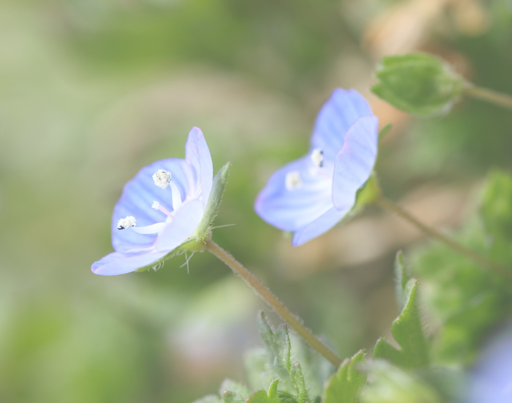 淡～い春。