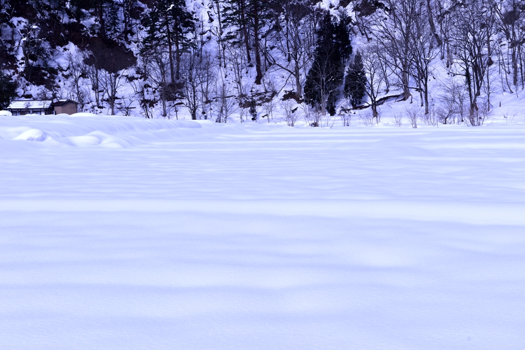雪原