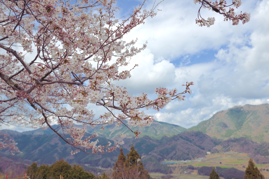 桜と山