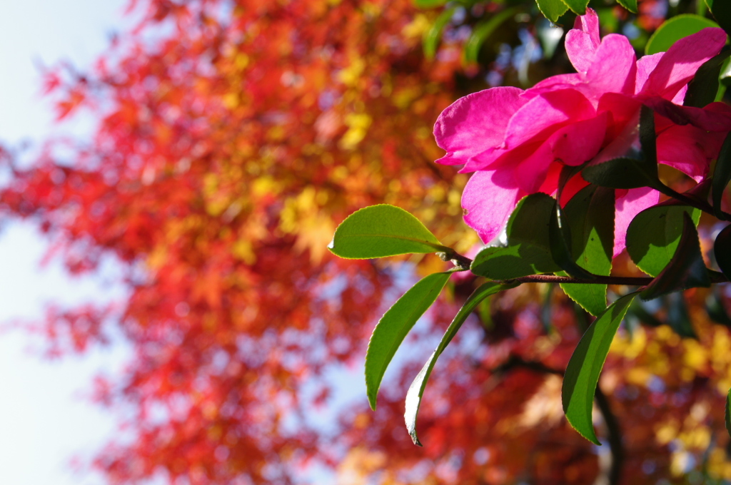 秋の花