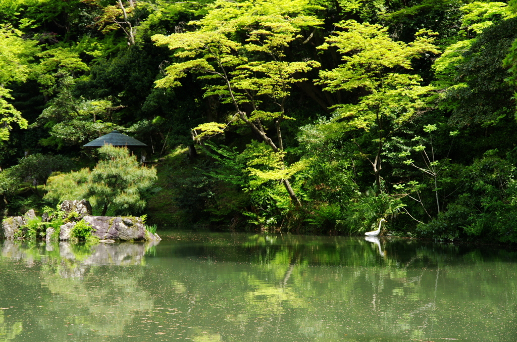 白鳥と池