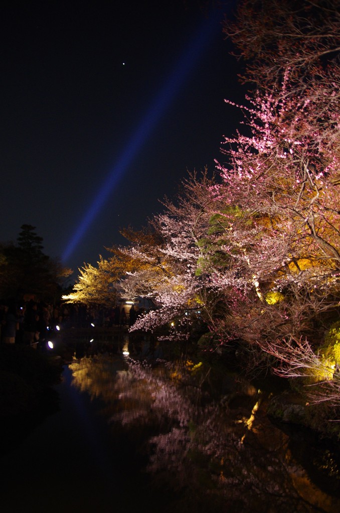 夜桜