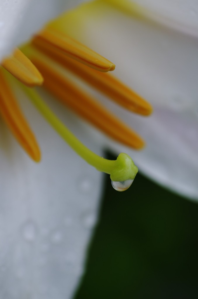 花5