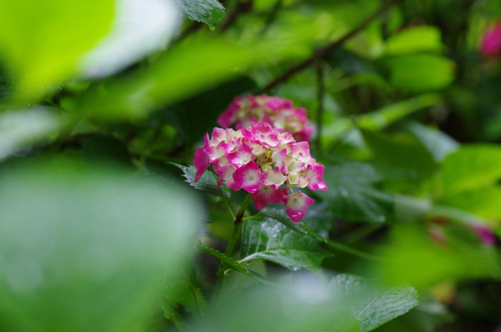 花13