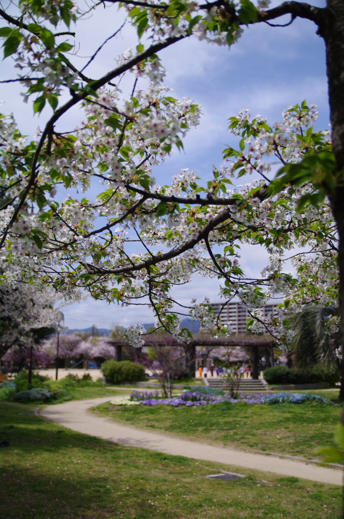 桜と道