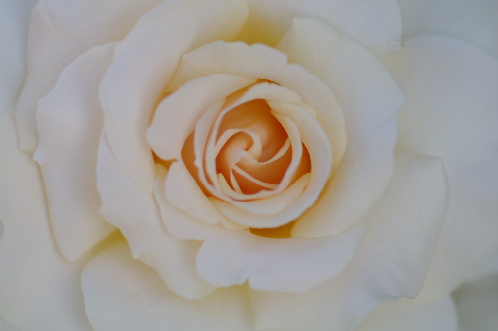 White Rose