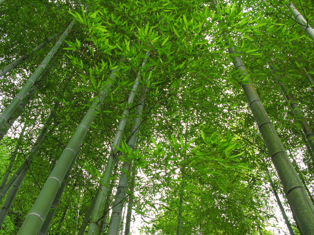 Bamboo.