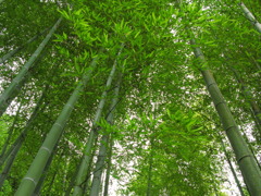 Bamboo.