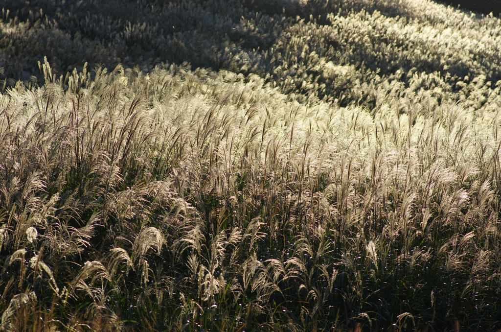 20121019_IMGP004_DFAm100WR_R